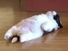 Butter V5 key | Lifetime